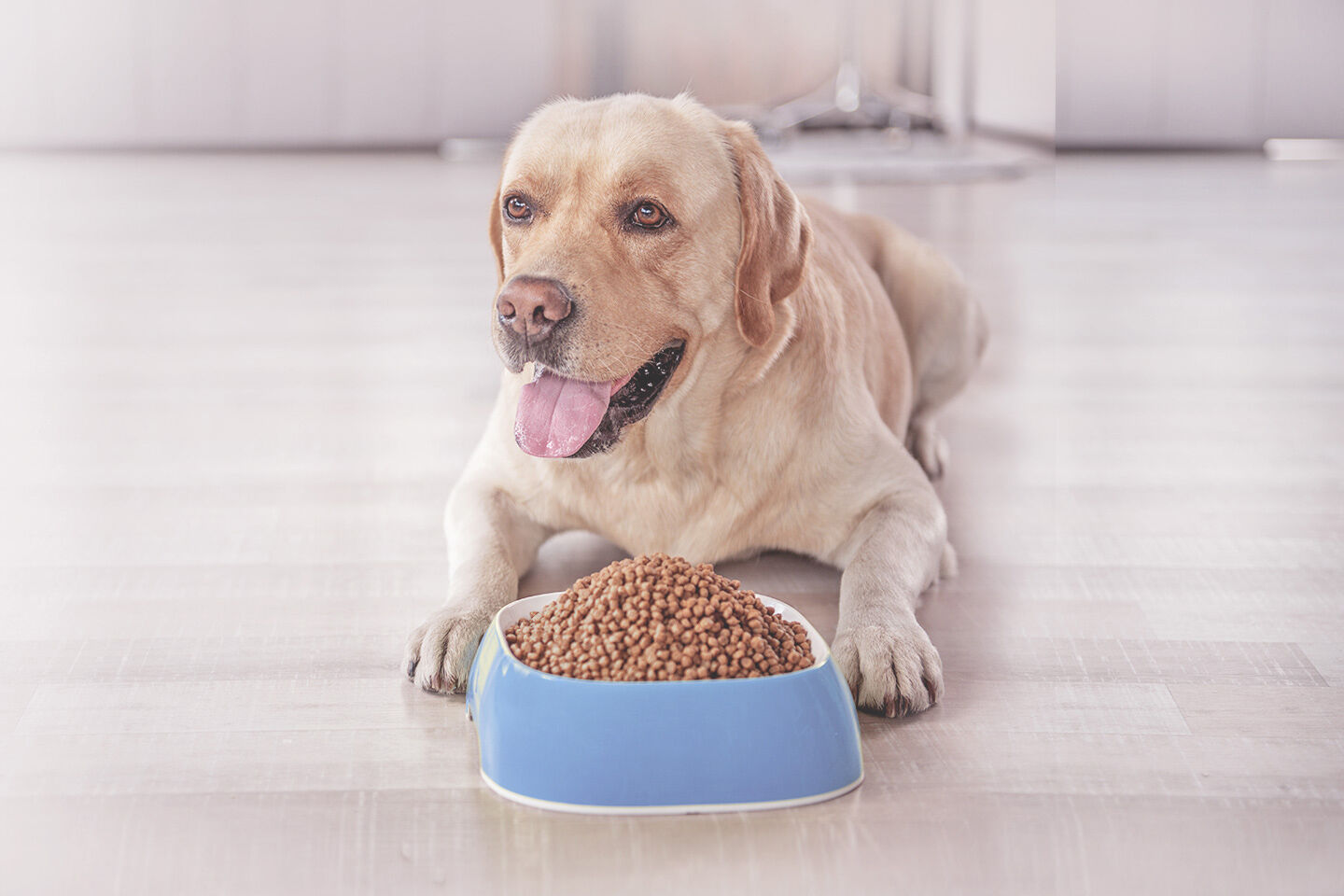 Ein Hund liegt vor einem Hundenapf mit Futter auf dem Boden.