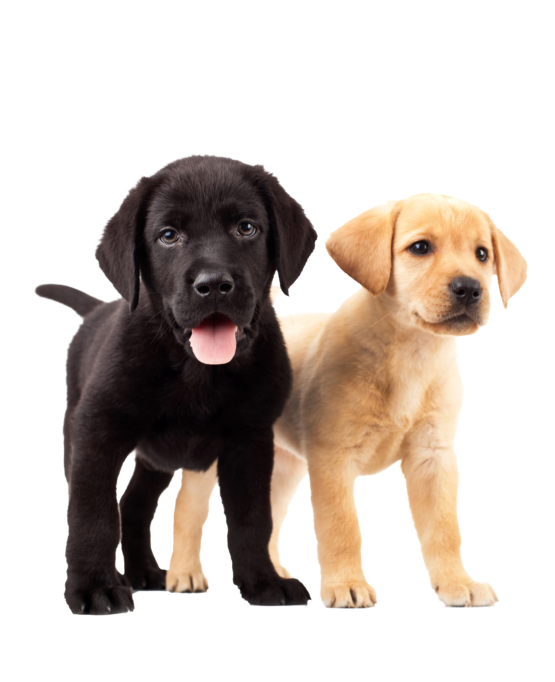 Ein schwarzer und ein beiger Labradorwelpe stehen nebeneinander