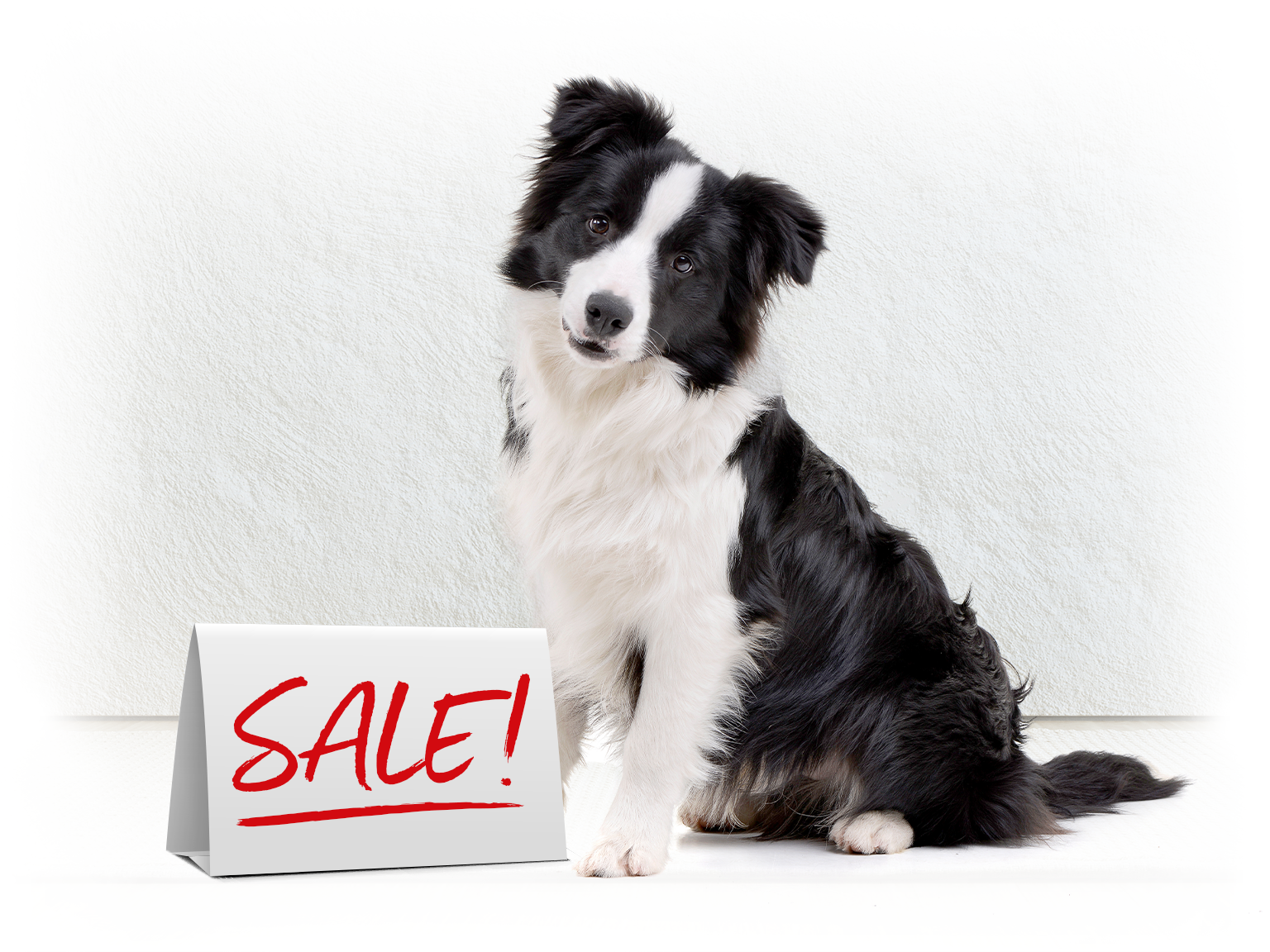 Hund sitzt neben einem Schild mit der roten Aufschrift "SALE!" auf hellem Hintergrund.