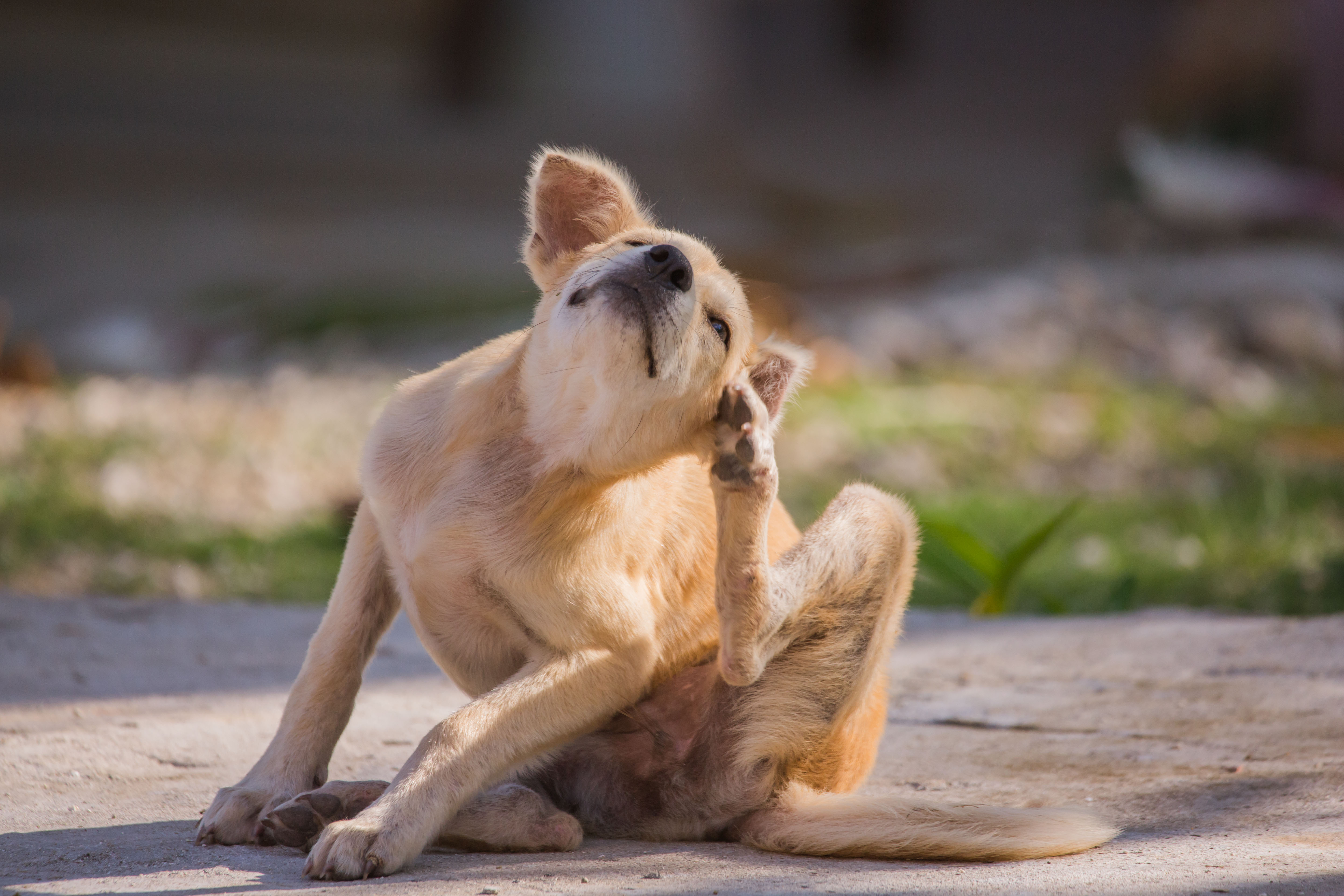 Beiger mittelgroßer Hund kratzt sich am Ohr