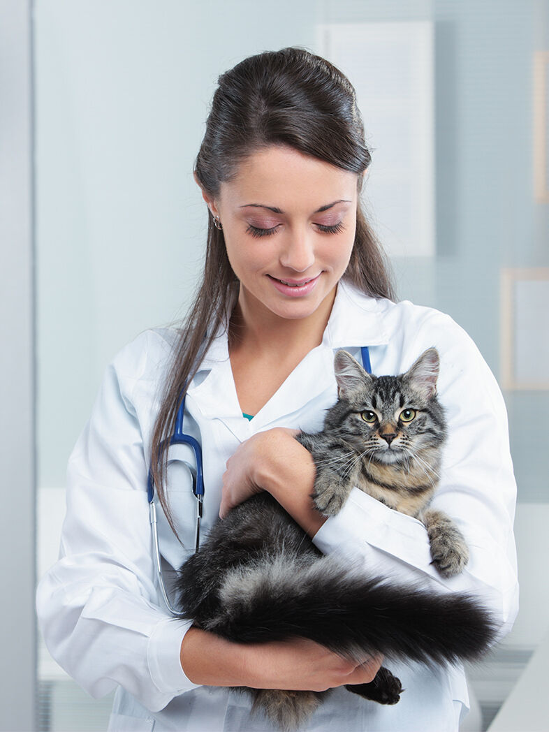 Junge Tierärztin hält Langhaarkatze auf dem Arm