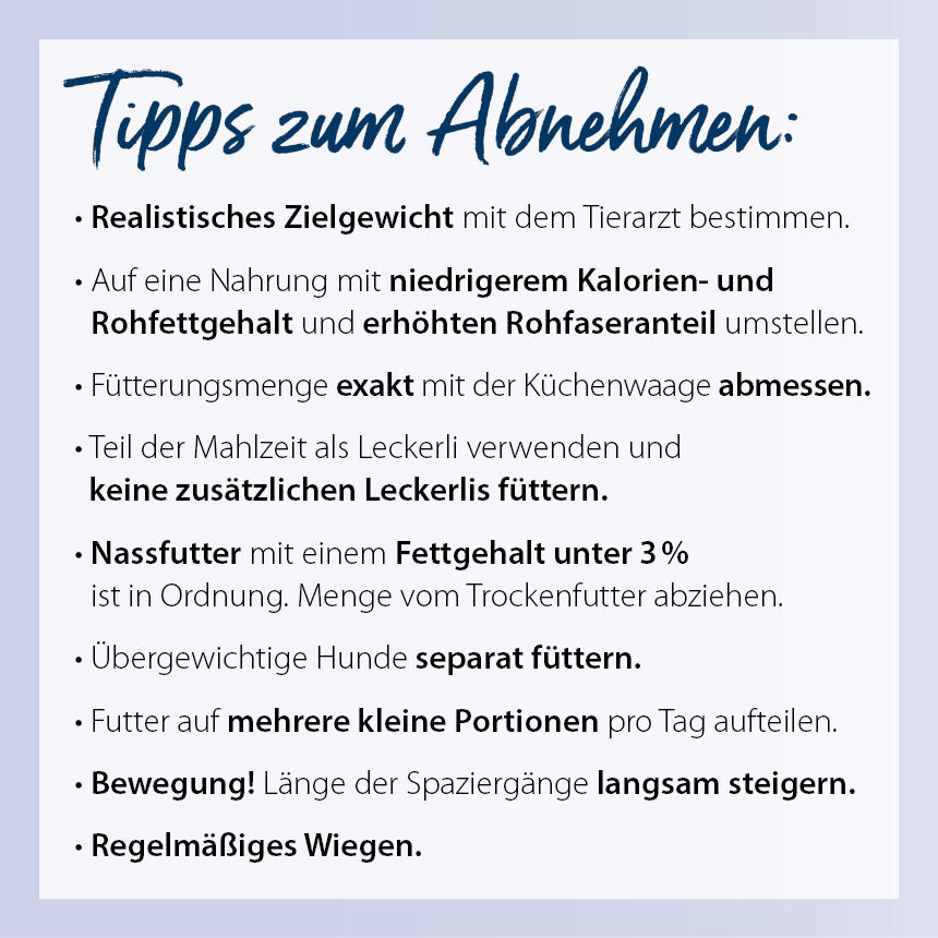 Tipps zum Abnehmen bei Hunden.