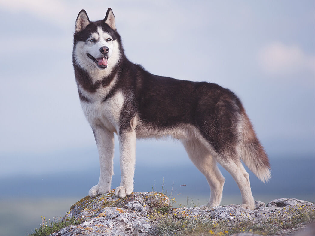 Husky steht auf einem Felsen