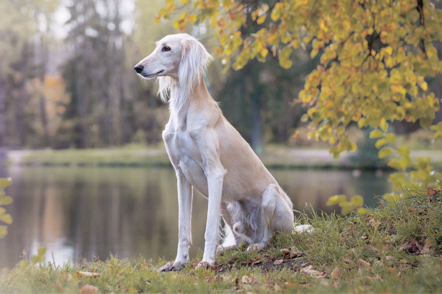 Ein sehr dünner Hund sitzt auf einer Wiese vor einem See.