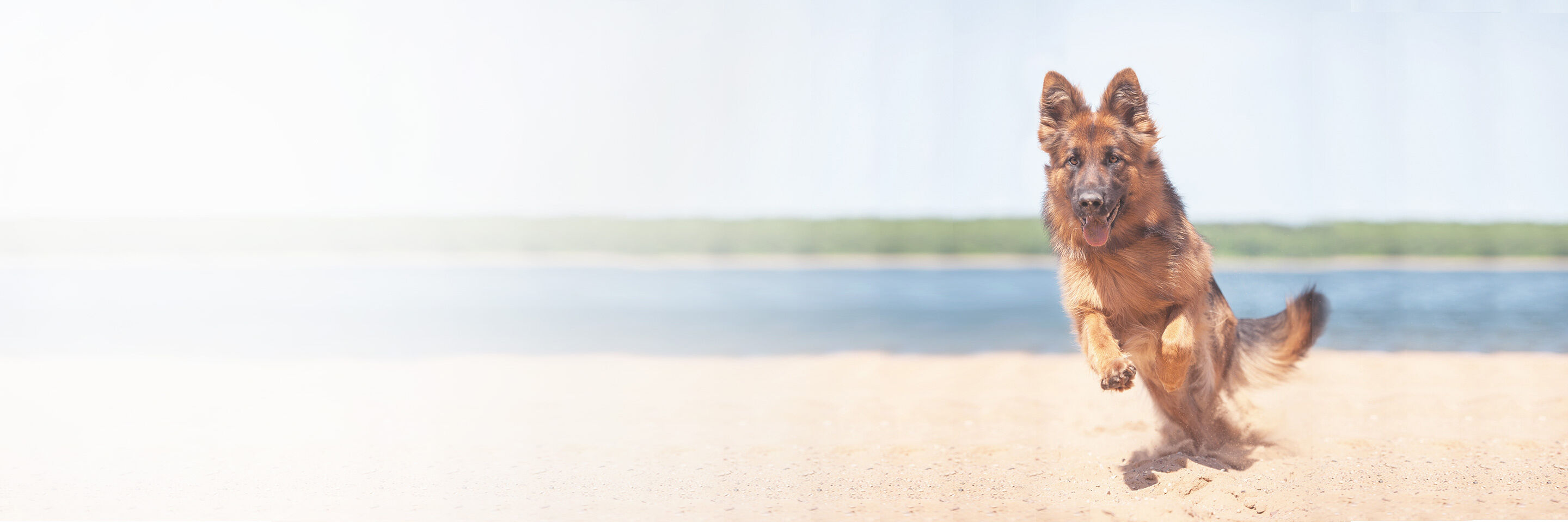 Ein Hund rennt an einem Strand.