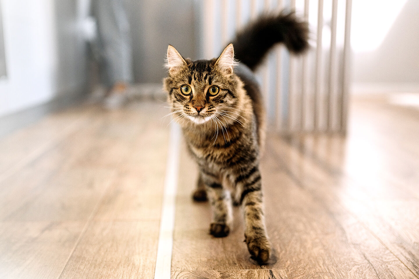Katze in einer Wohnung