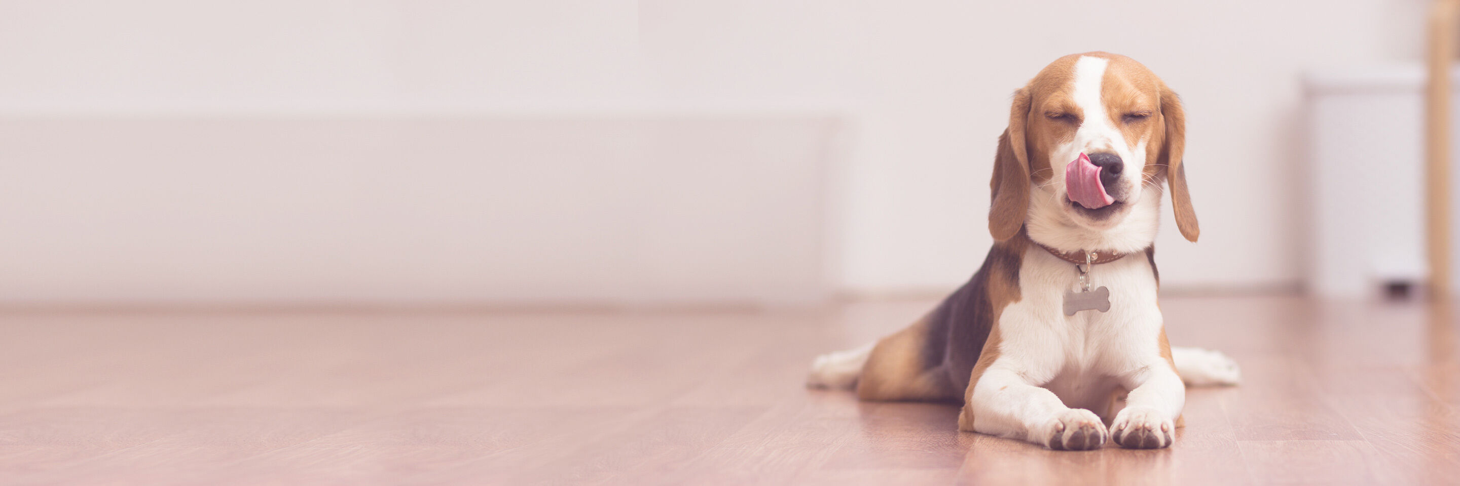Beagle liegt auf dem Boden und schleckt sich das Maul