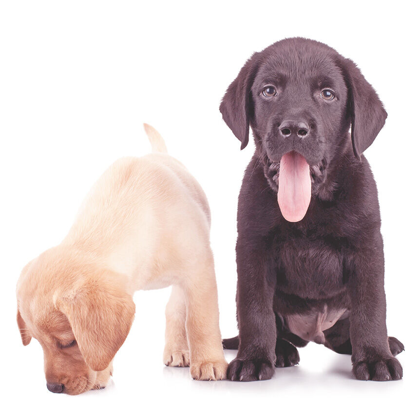 Beiger Labradorwelpe schnüffelt am Boden während ein schwarzer Labradorrüde neben ihm sitzt mit herausgestreckter Zunge