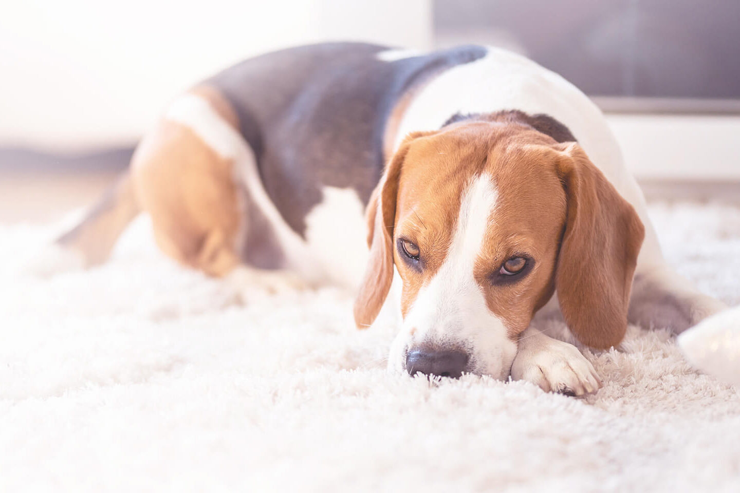 Beagle liegt auf einem weißen Teppich.