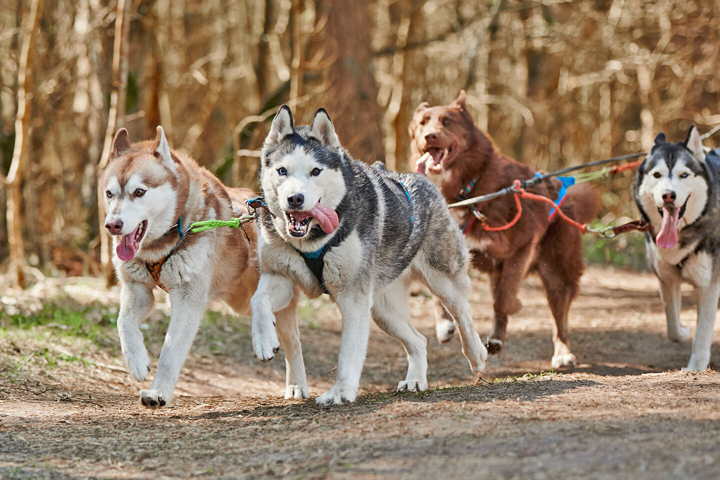 Vorgespannte Huskys rennen durch den Wald