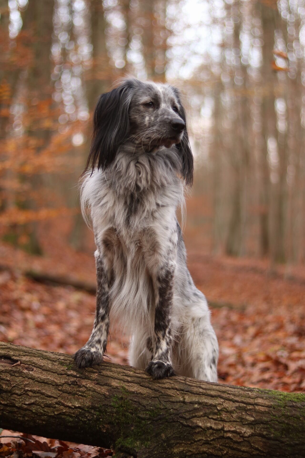 Hund steht auf einem Baumstamm im Wald. Es ist Herbst.