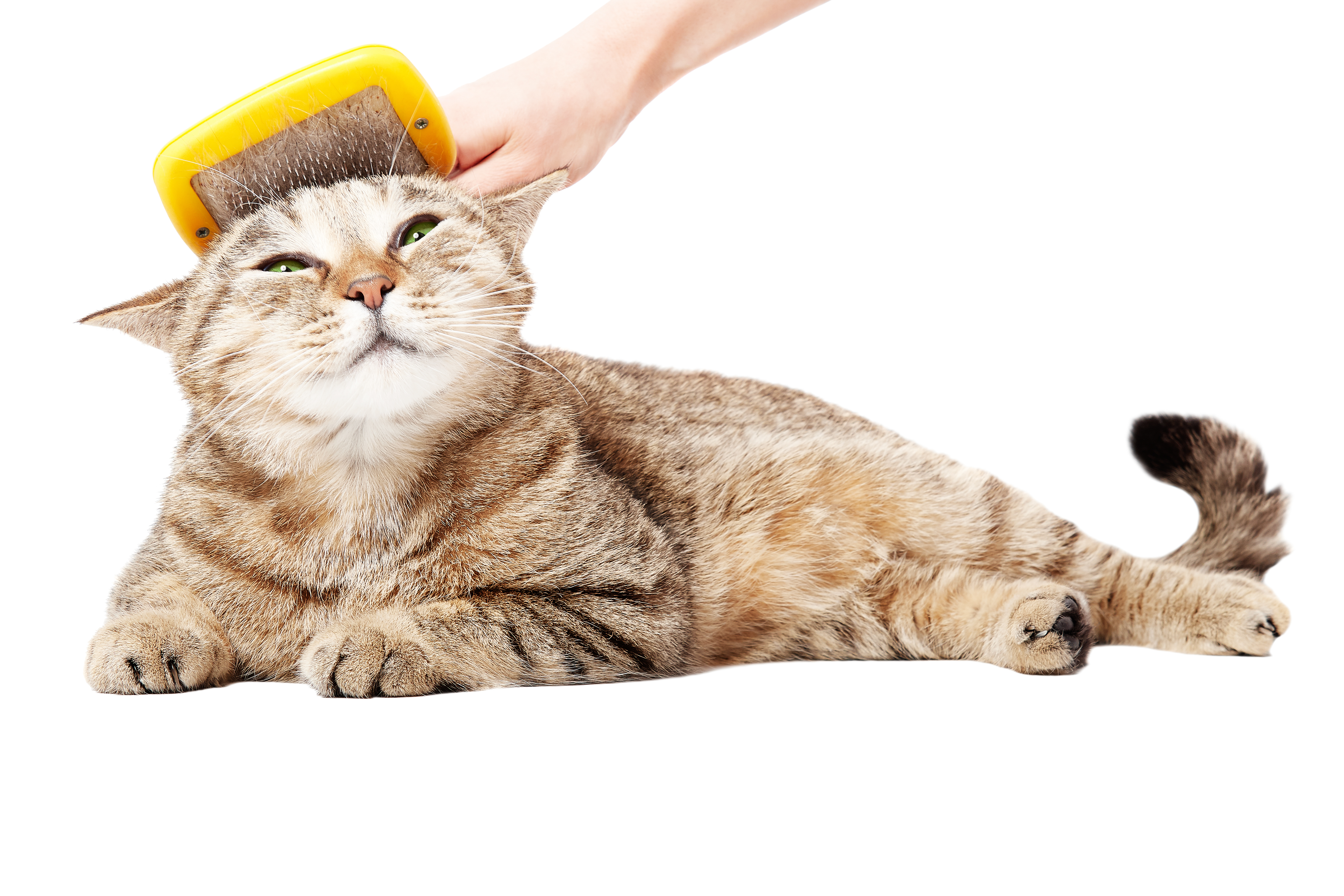 Am Boden liegende Katze wird am Hinterkopf gebürstet