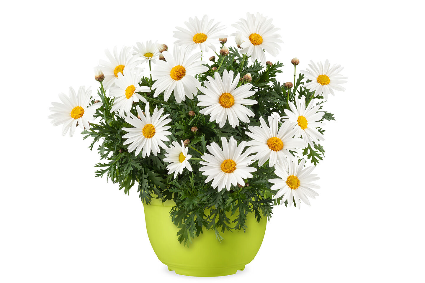 Ein grüner Topf mit Margeriten