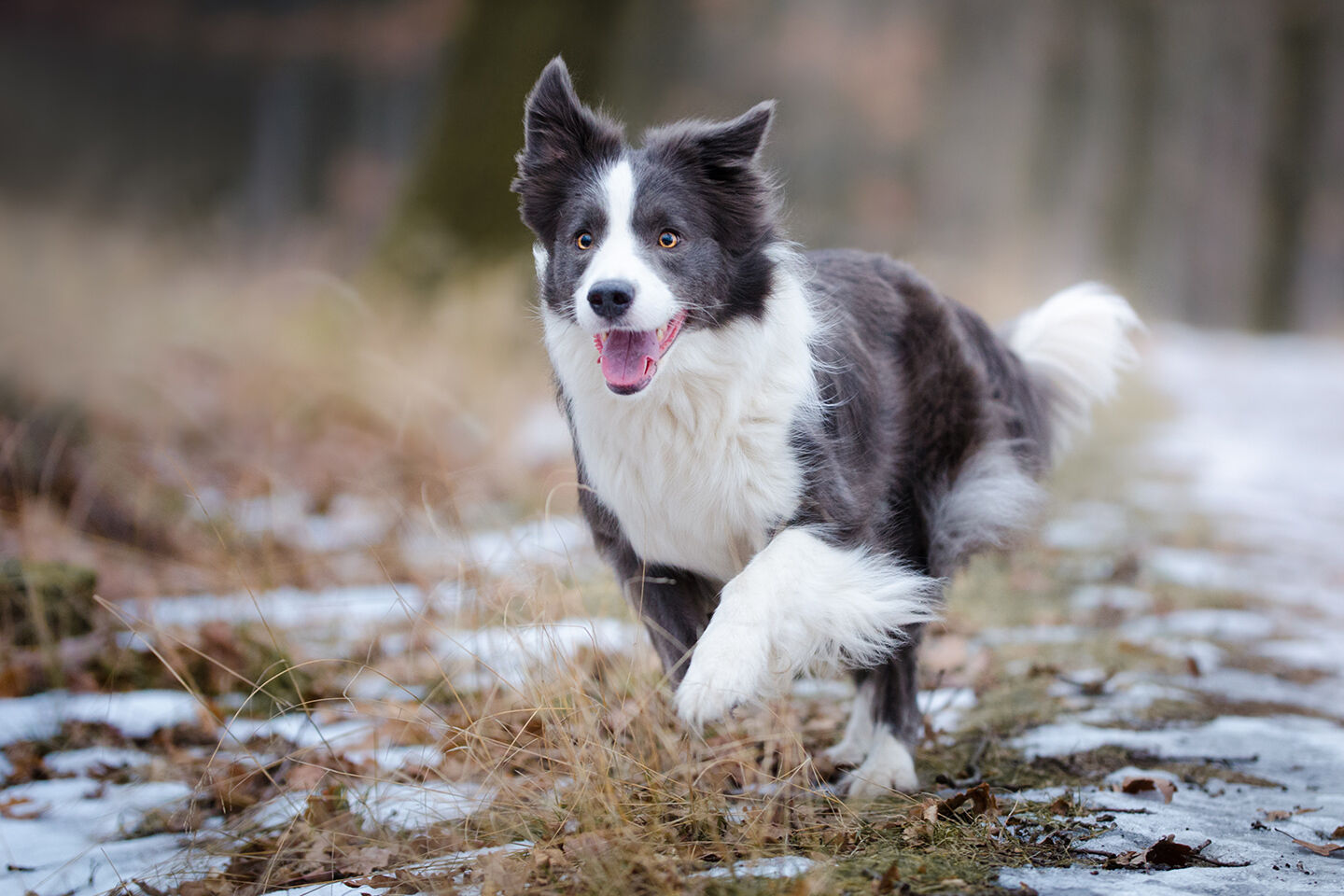 Ein Hund rennt durch eine schneebedeckte Wiese.