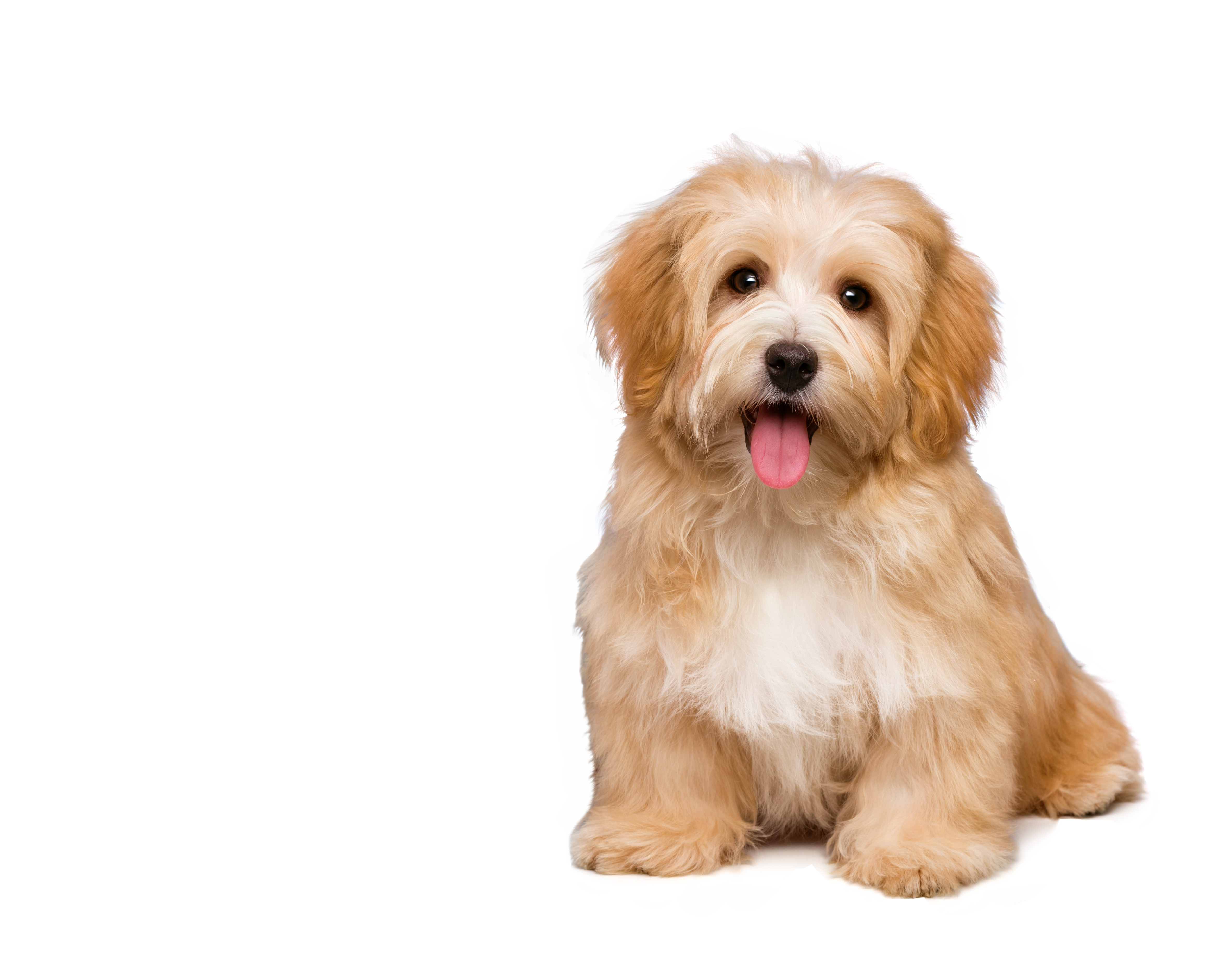 Havaneser Welpe Füttern