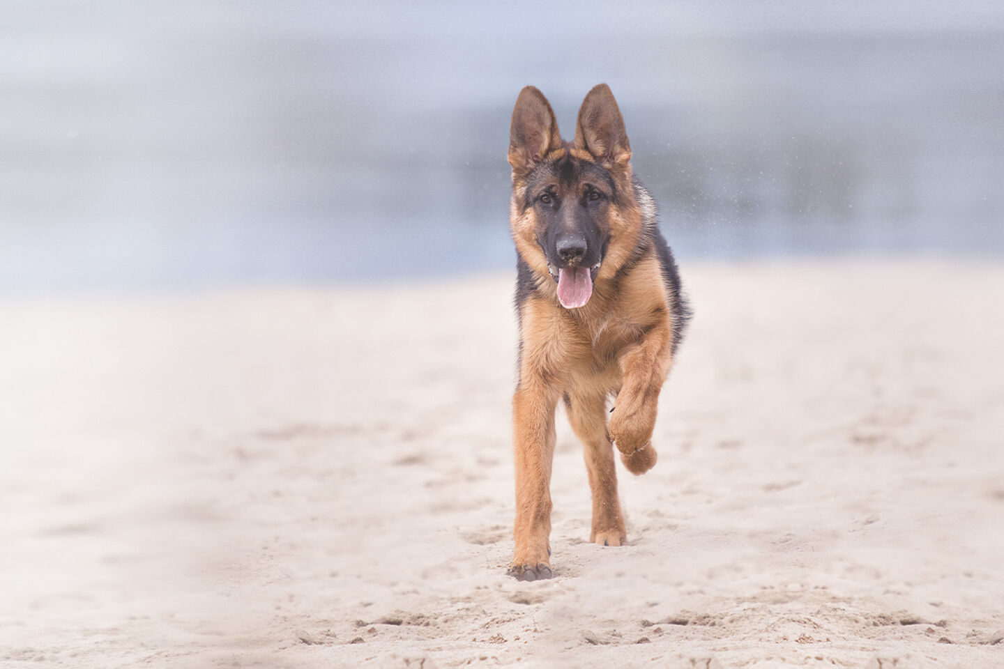 Schäferhund läuft im Sand am Strand