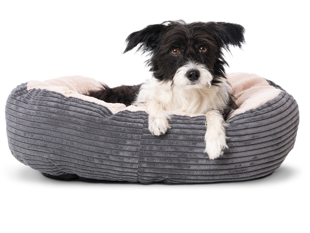 Ein schwarz weißer Bürohund liegt brav in seinem Körbchen