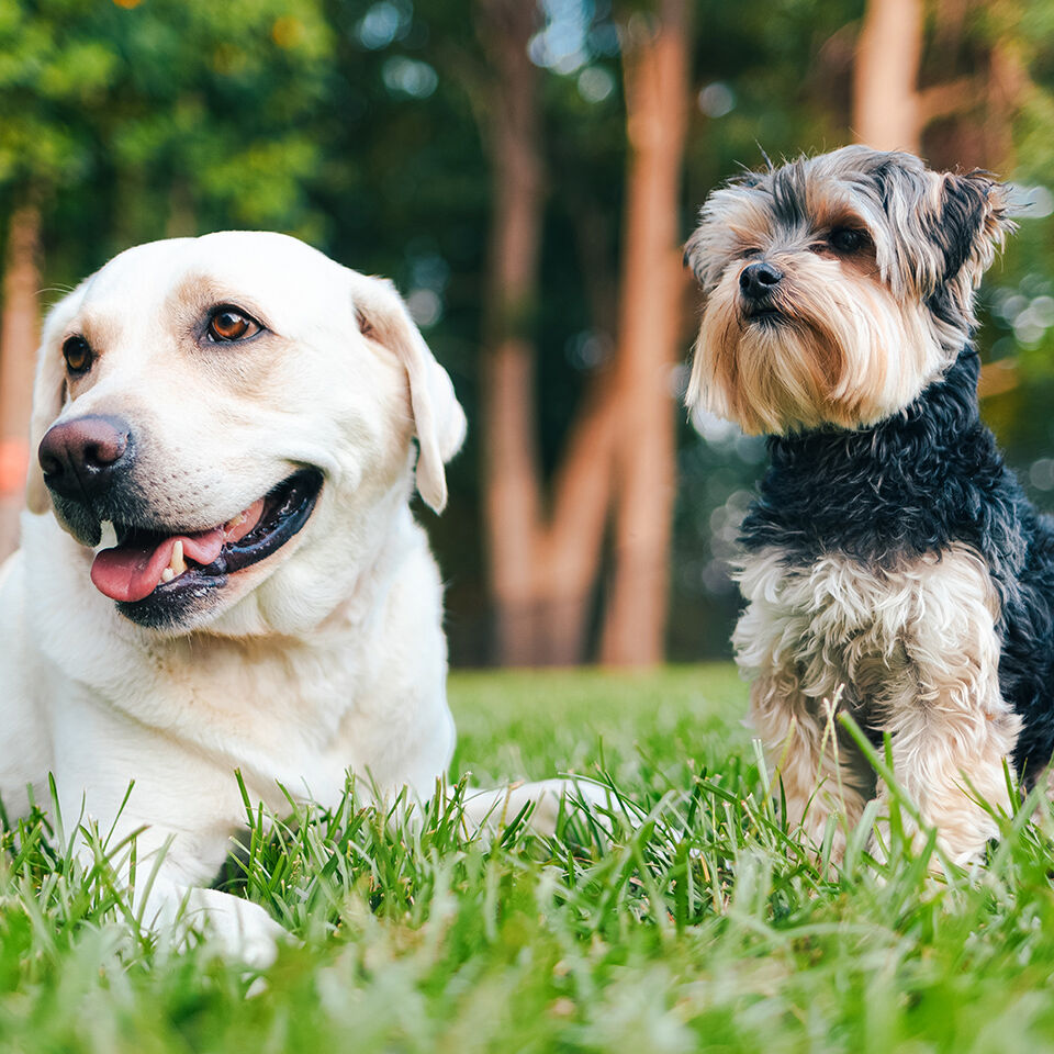 Zwei Rassehunde auf einer Wiese