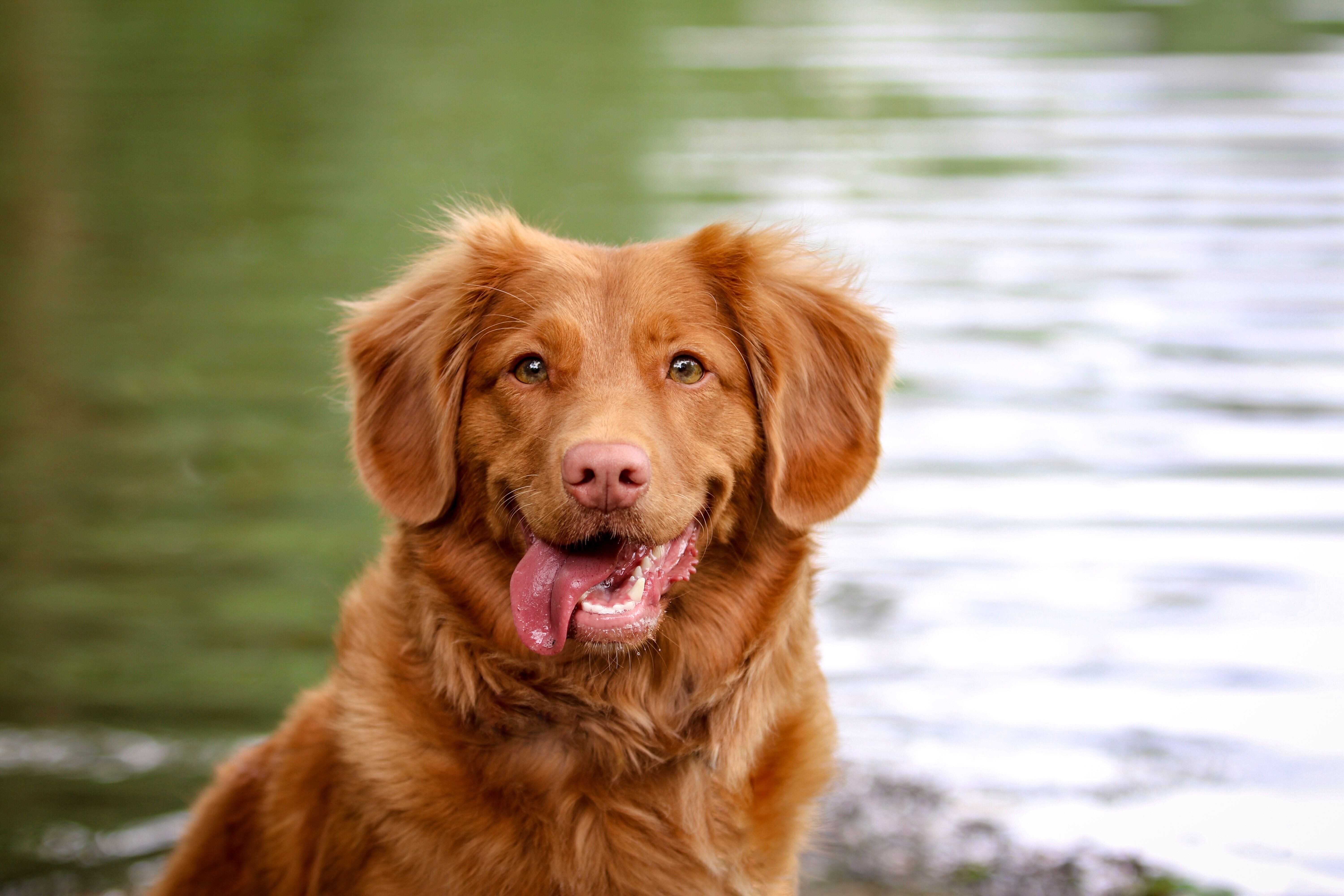 Ein brauner Hund sitzt an einem See und schaut mit der Zunge aus dem Maul hängend in die Kamera.