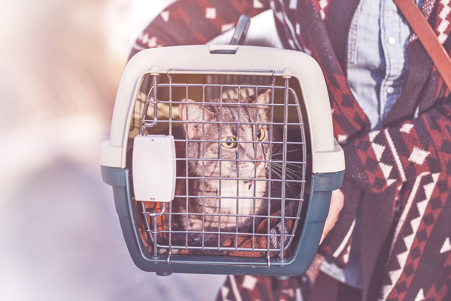 Eine Katze sitzt ruhig in einer Tragetasche, gehalten von einer Person in gemusterter Kleidung, auf einem Spaziergang nach draußen.