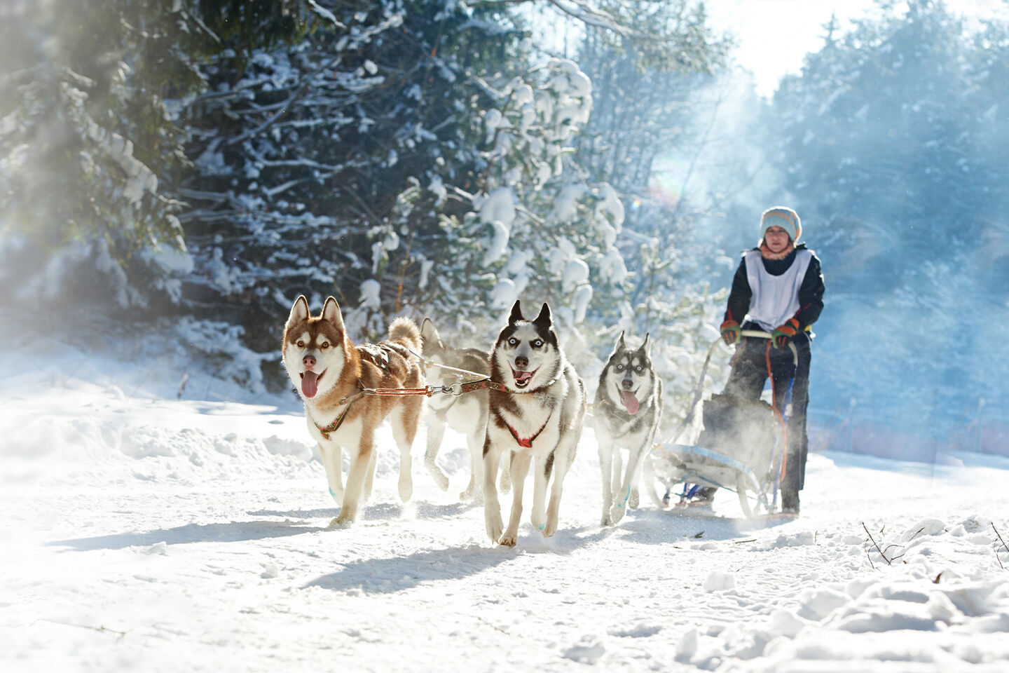 Mehrere Huskys sind vor einen Schlitten gespannt und ziehen diesen durch den Schnee