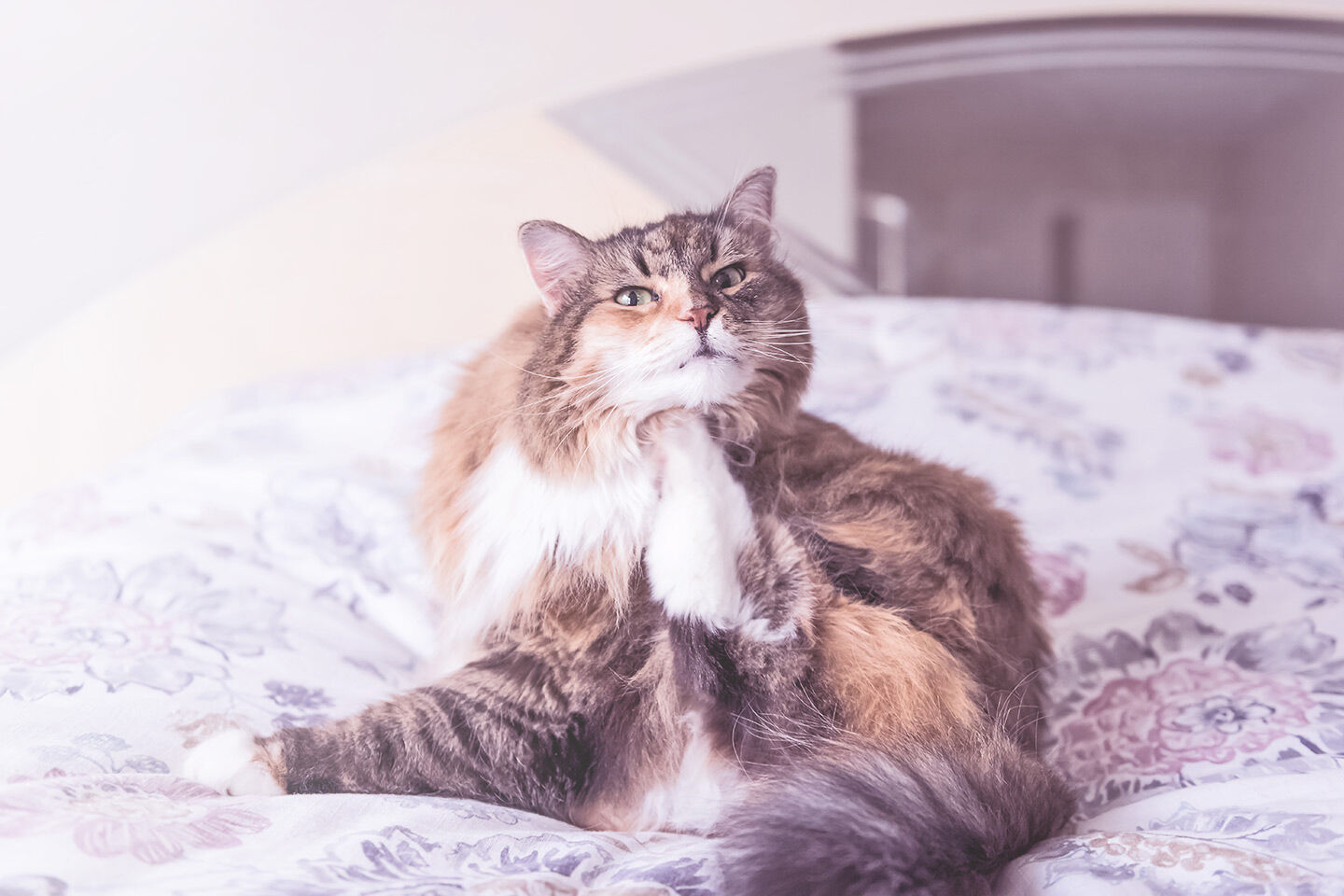 Sich am Kinn kratzende Katze liegt im Bett