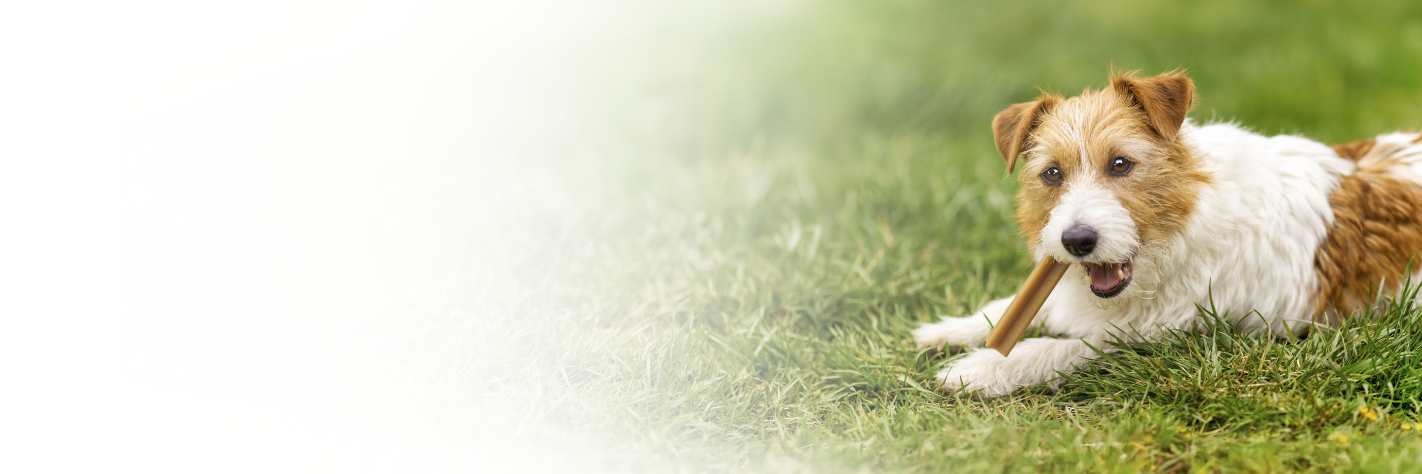 Ein kleiner Hund liegt auf einer Wiese und kaut auf einem Dental Snack