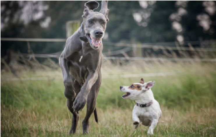 Ein kleiner Hund jagt einen großen Hund über die Wiese.
