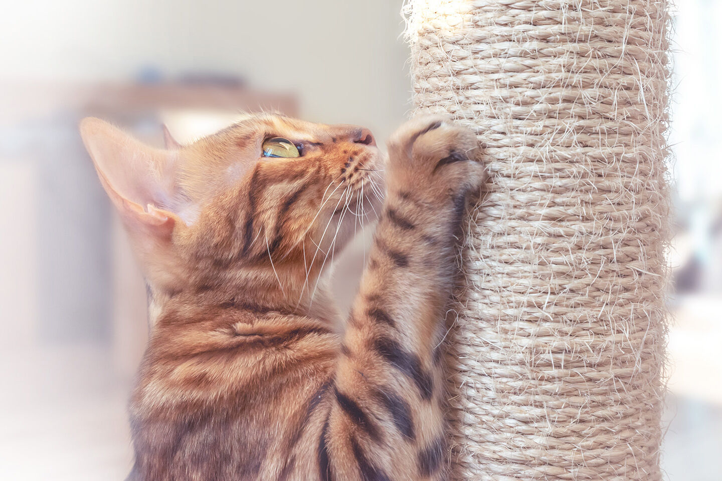 Bengalkatze klettert einen mit Sisal umwickelten Kratzbaum hoch
