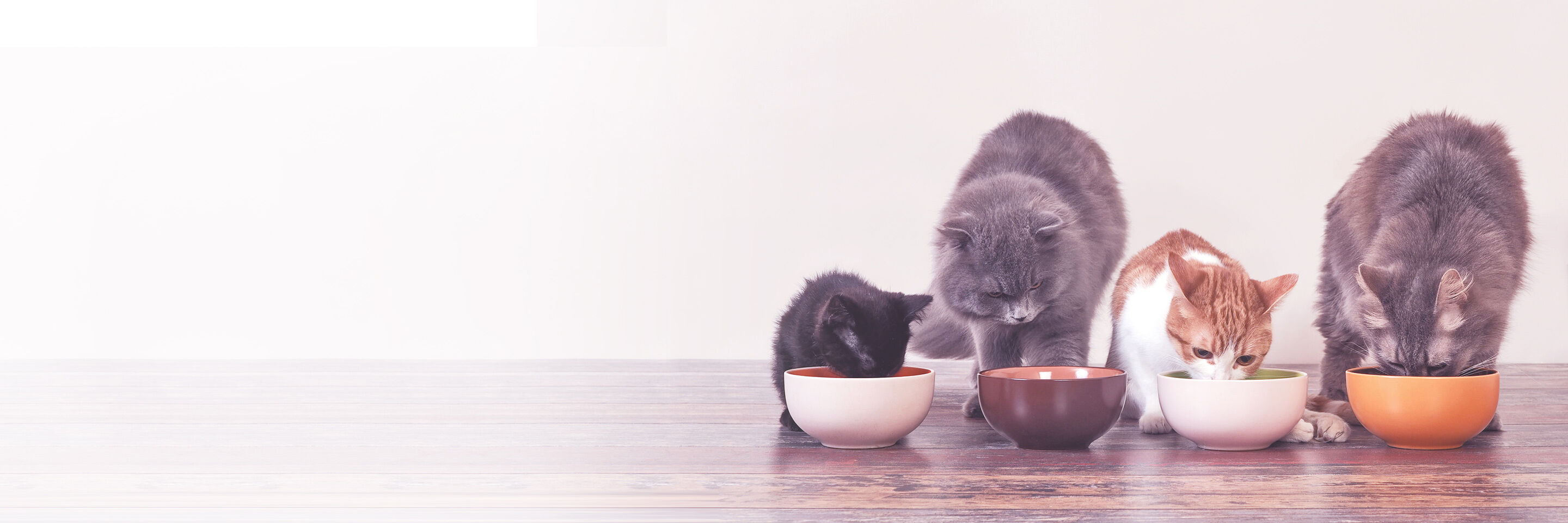 Vier Katzen von unterschiedlicher Größe fressen Katzenfutter aus vier Näpfen