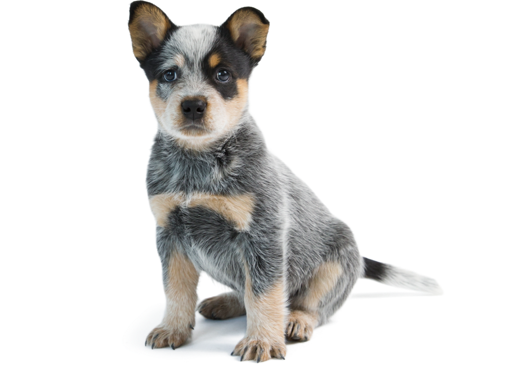 Ein australischer Cattle Dog Welpe sitzt aufmerksam auf einem weißen Hintergrund. Happydog könnte hier passendes Tierfutter bieten.