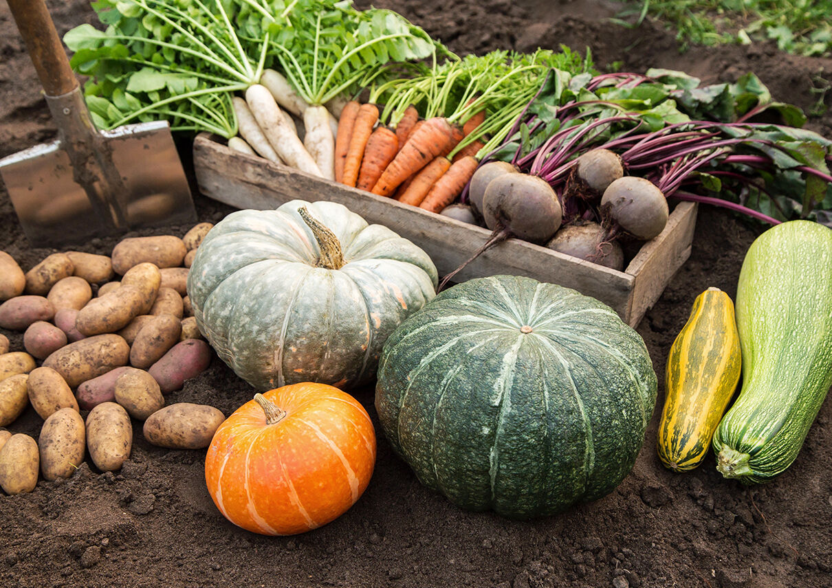 Herbstliches Gemüse im Garten: Kartoffel, Kürbis, Karotten, Pastinaken, Rote Bete, Zucchini.