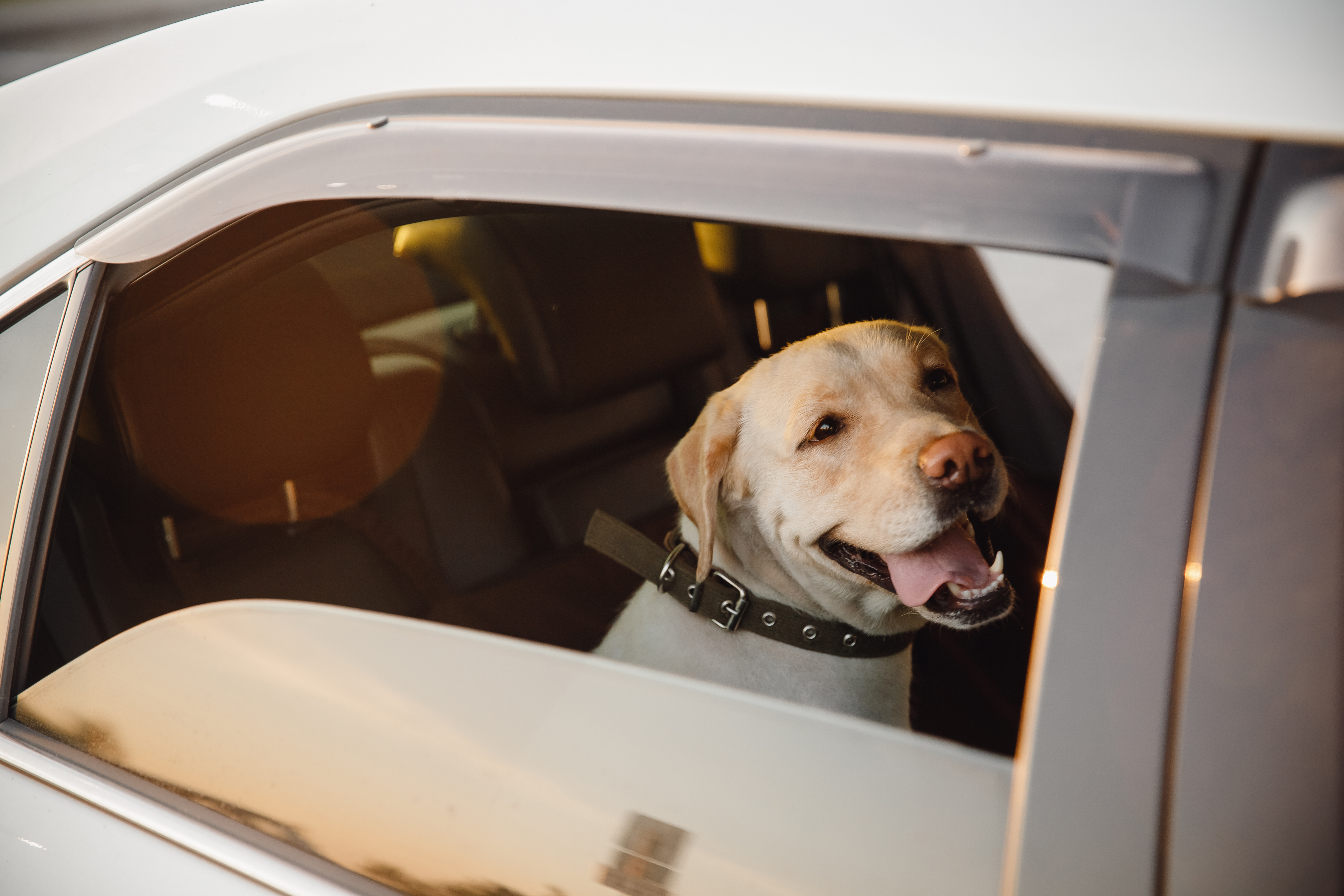 Ein Hund sitzt in einem Auto mit offenem Fenster und hechelt.