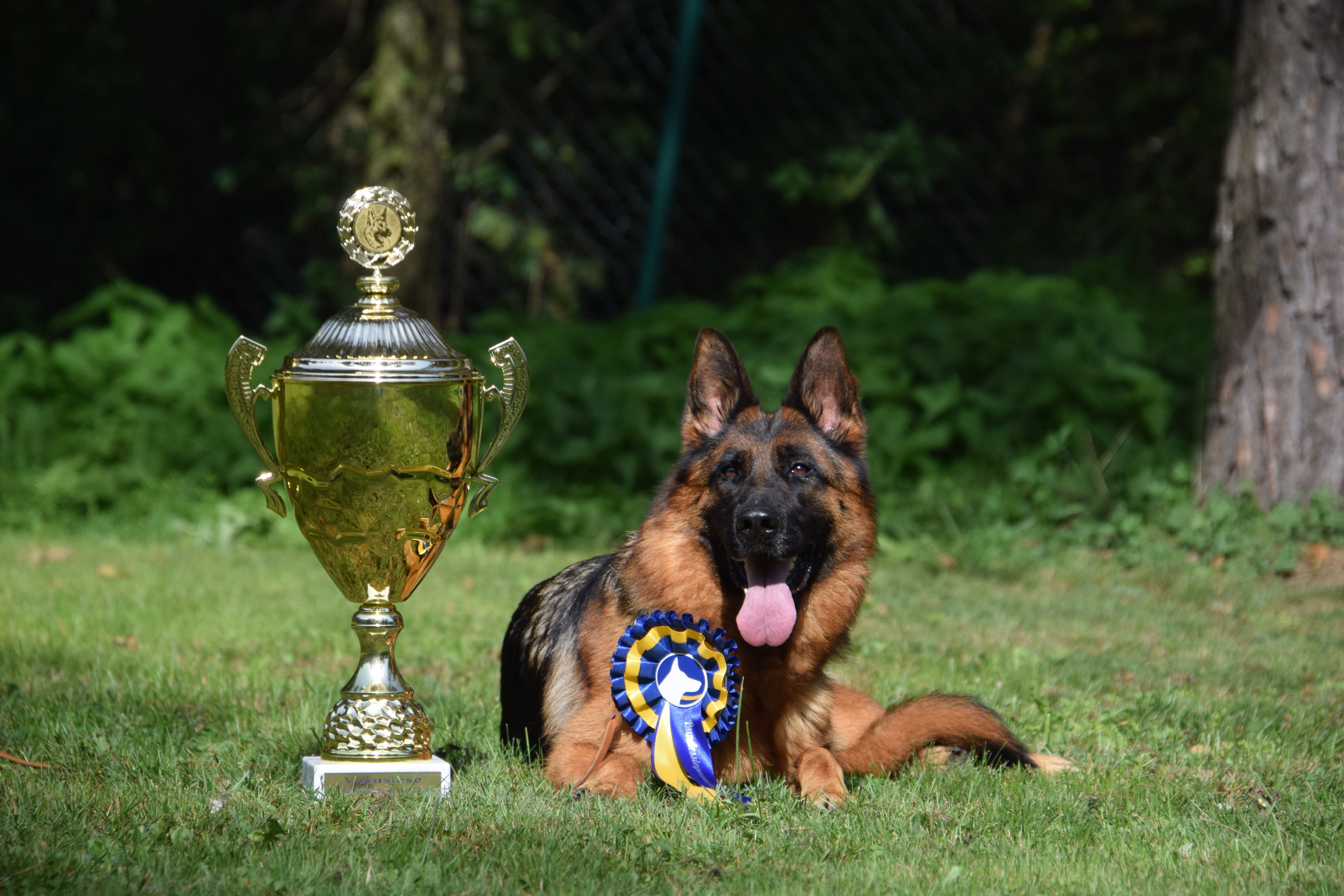 Schäferhund liegt in der Wiese neben einem großen Siegerpokal
