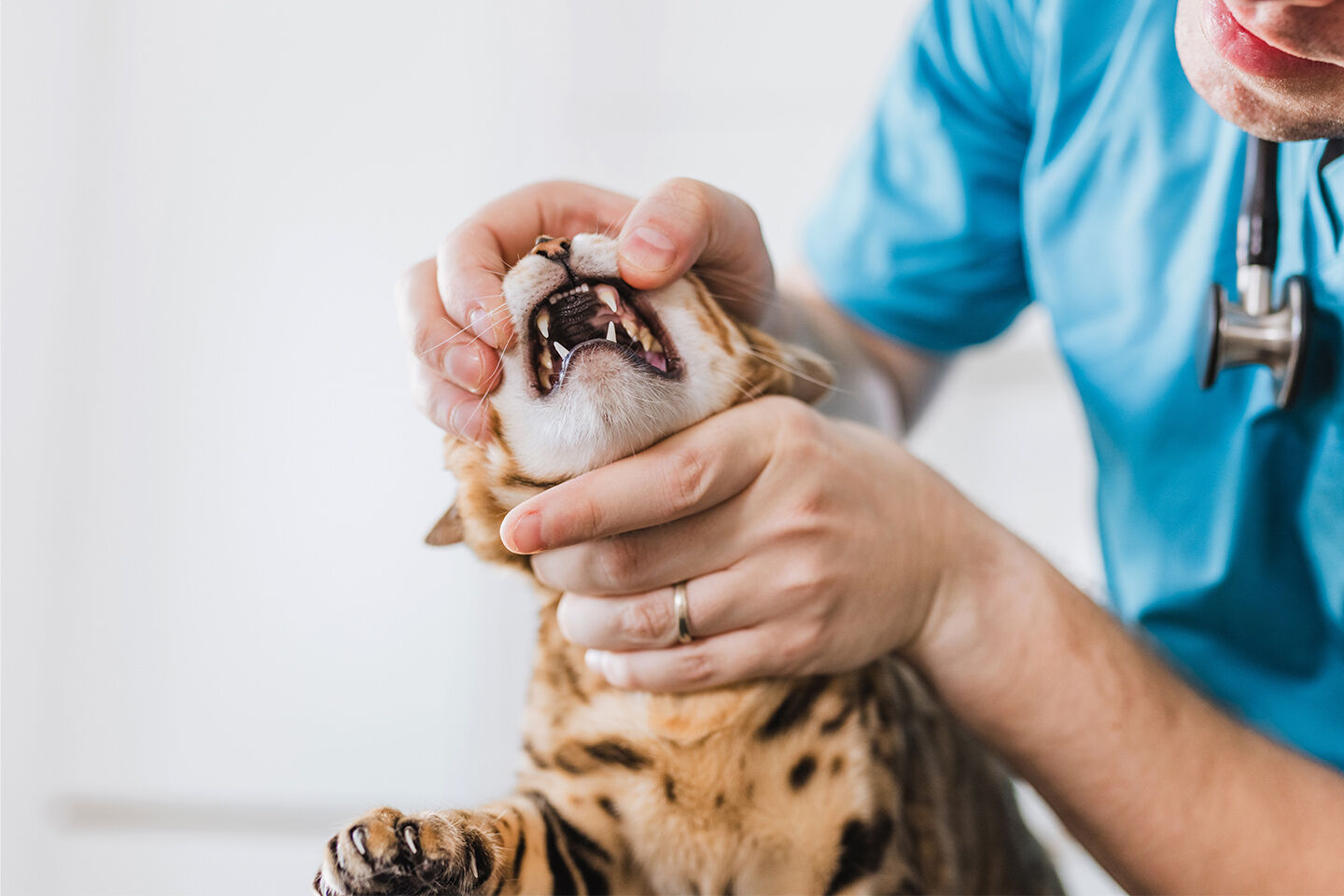 Ein Tierarzt untersucht das Maul einer Katze