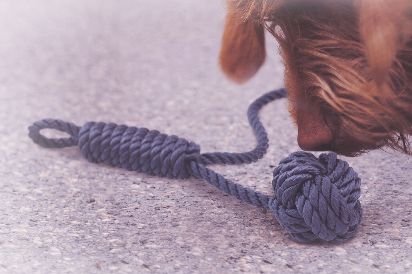 Ein Hund schnüffelt an einem Zerrspielzeug