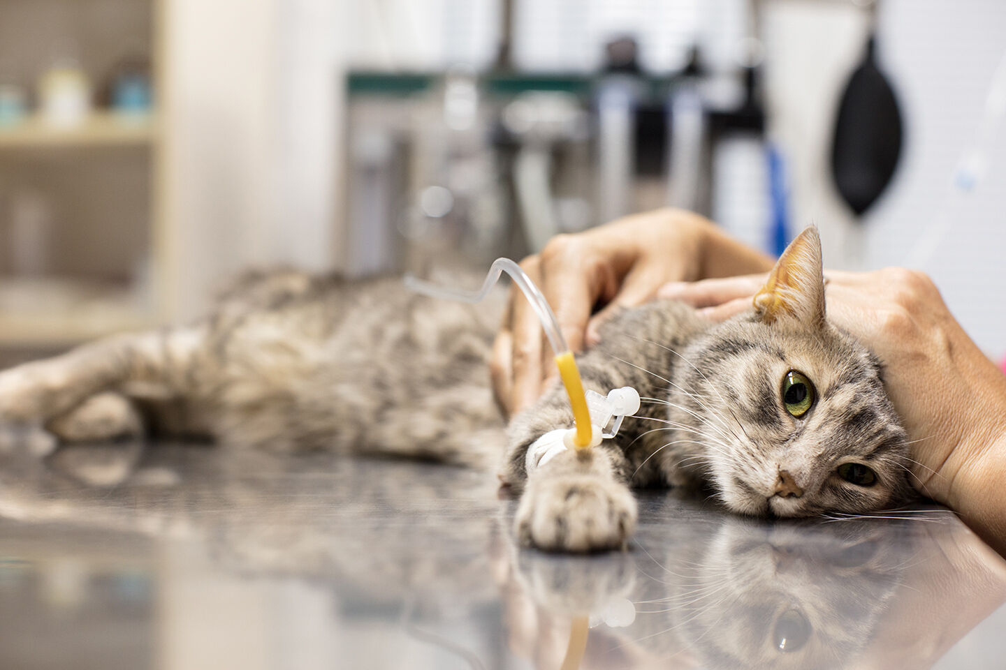 Eine kranke Katze erhält eine Infusion