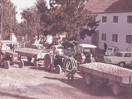 Bauern liefern im Jahr 1951 Kartoffeln an