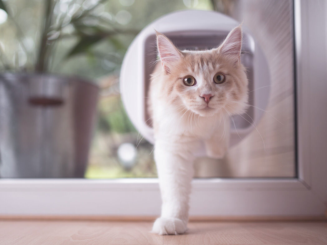 Katze kommt vom Freigang durch die Katzenklappe zurück ins Haus