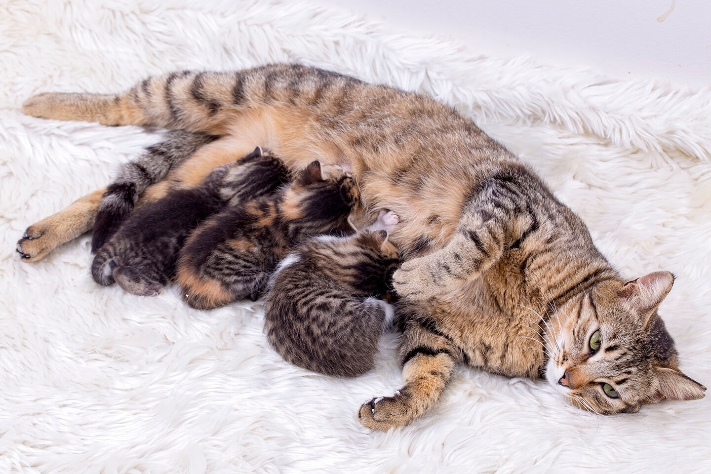 Eine Katzenmutter mit ihren Kitten