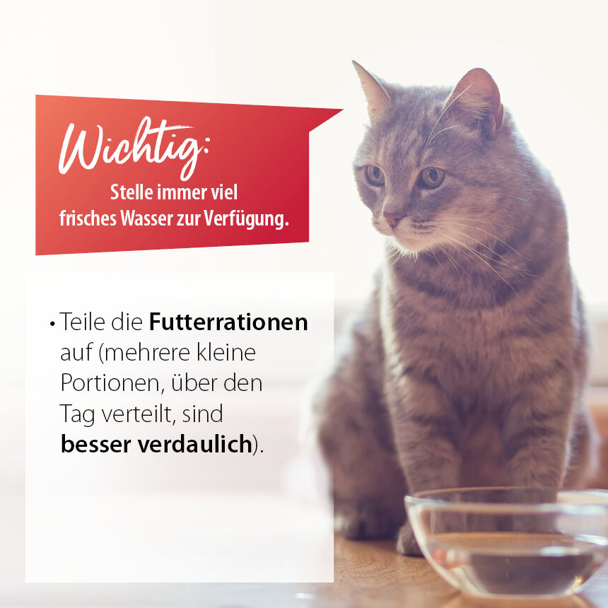 Katze mit Wasserschälchen