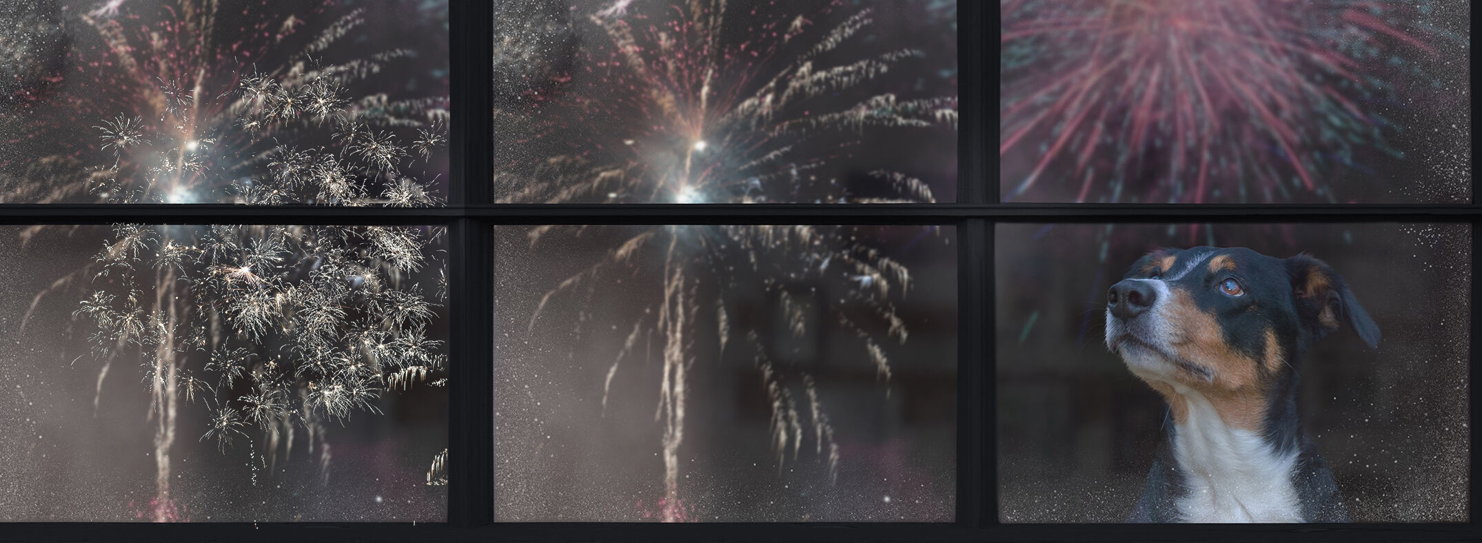 gd_blog_desktop_silvester-mit-hund Ein Hund sieht aus dem Fenster dem Feuerwerk an Silvester zu.