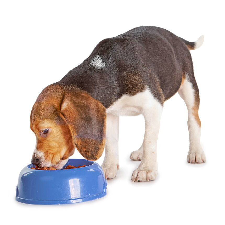 Ein Beagle frisst Happy Dog Futter aus einem blauen Napf