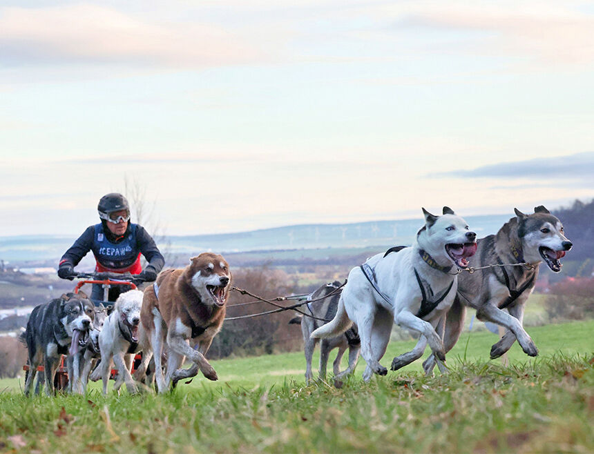 Vor einen Wagen gespannte Huskys rennen einen Berg hinauf