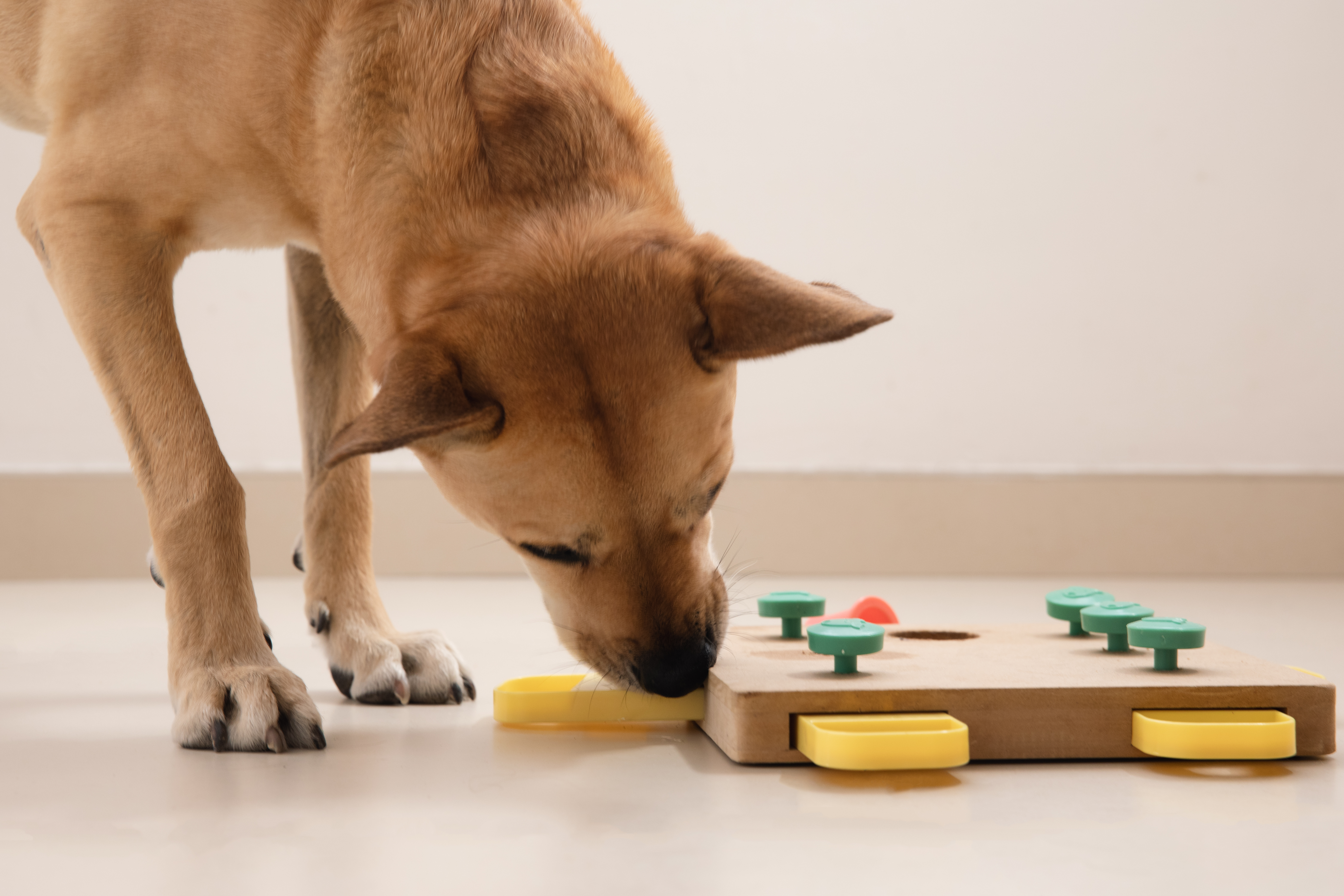 Brauner mittelgroßer Hund versucht ein Intelligenzspielzeug zu lösen