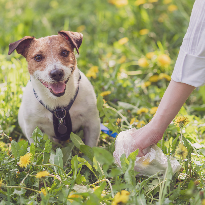 Ein kleiner Hund sitzt im Gras und sein Mensch sammelt den Kot auf.