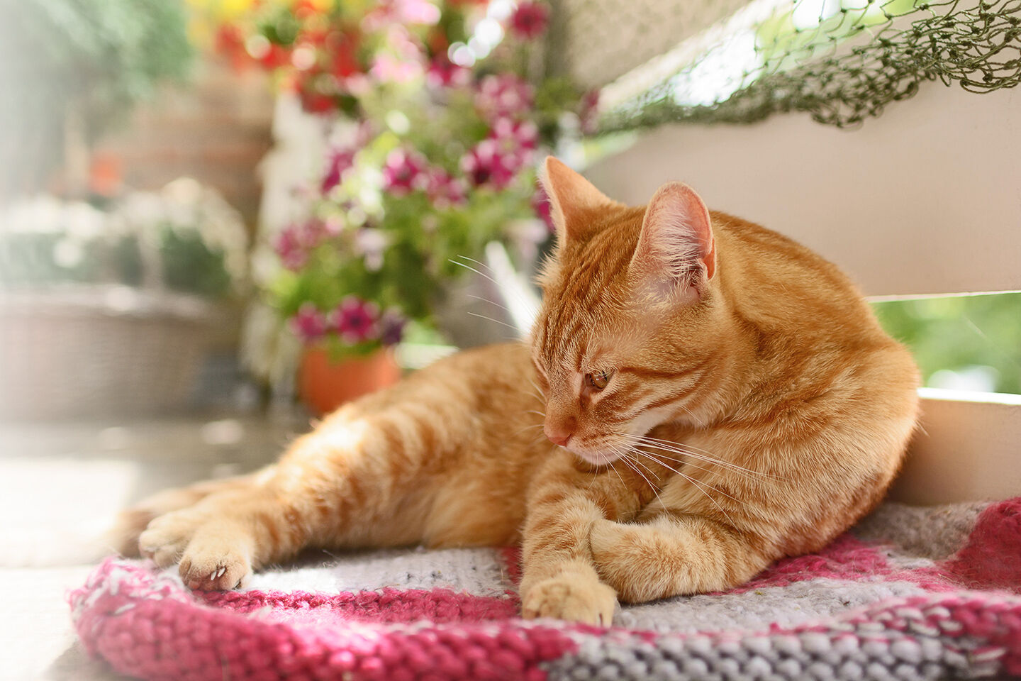 Rote Katze liegt entspannt auf einer Decke; blühende Pflanzen im Hintergrund, warmes Sonnenlicht trifft auf die Szene, schafft eine gemütliche Atmosphäre. Produktverbindung: Happycat unterstützt tierische Wohlfühlmomente.