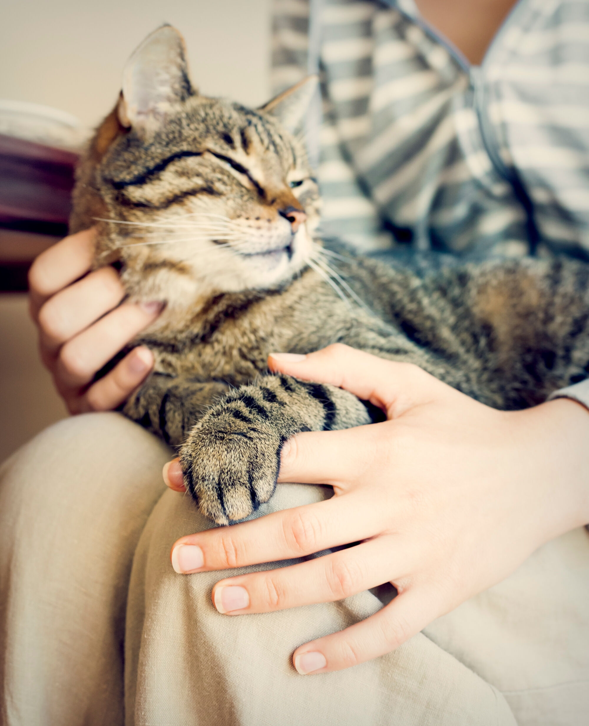 Getigerte Katze liegt auf dem Schoß ihres Menschen und lässt sich am Hals kraulen