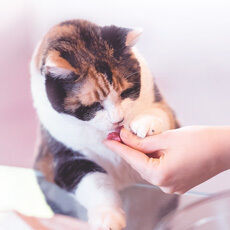 Eine Katze bekommt von einer Frau ein Leckerli.