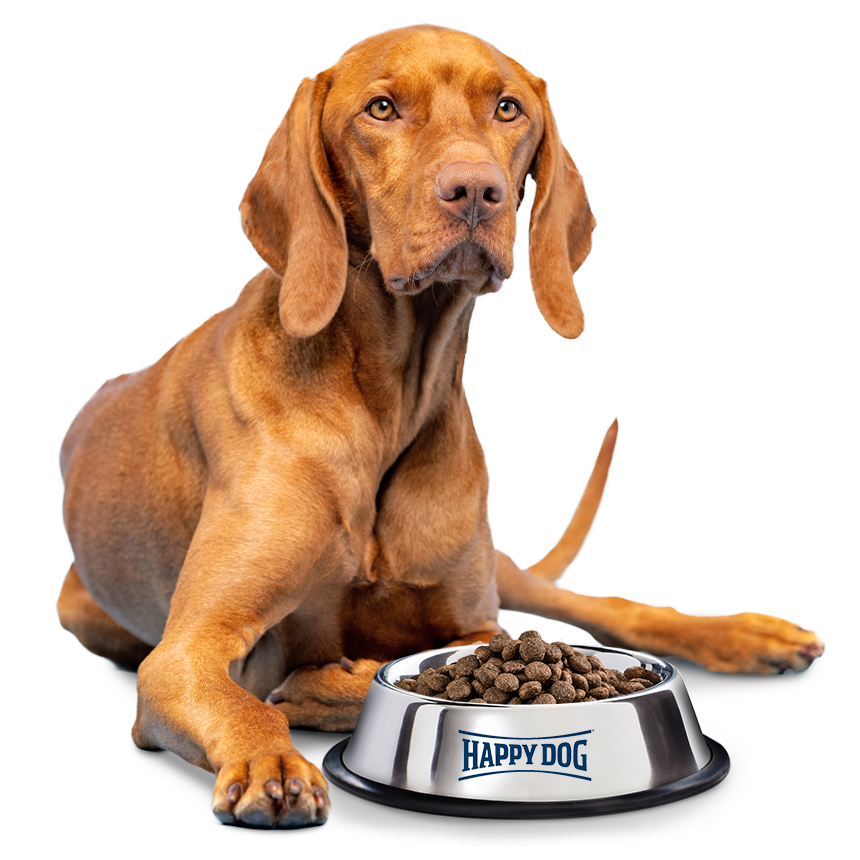 Ein Rodesian Ridgeback liegt vor einem vollen Hundenapf